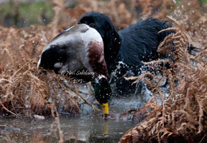 Duck Shooting Pictures by Betty Fold Gallery